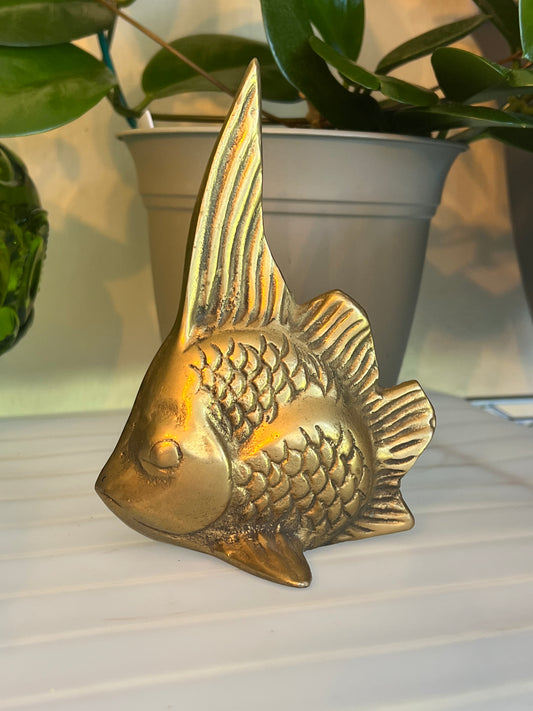 Brass Angelfish
