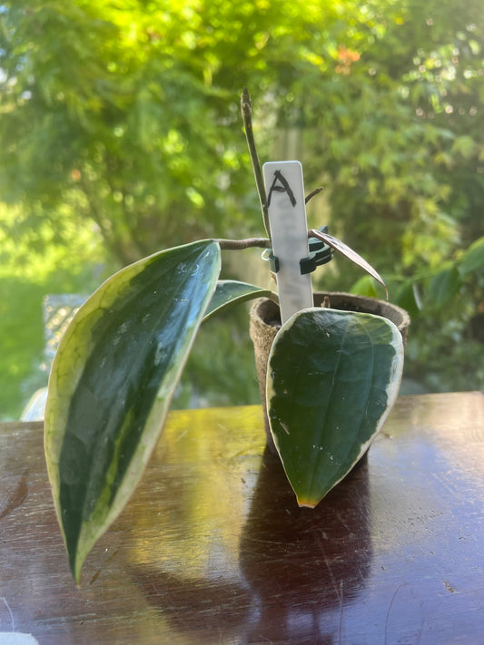 Hoya Macrophylla Albomarginata