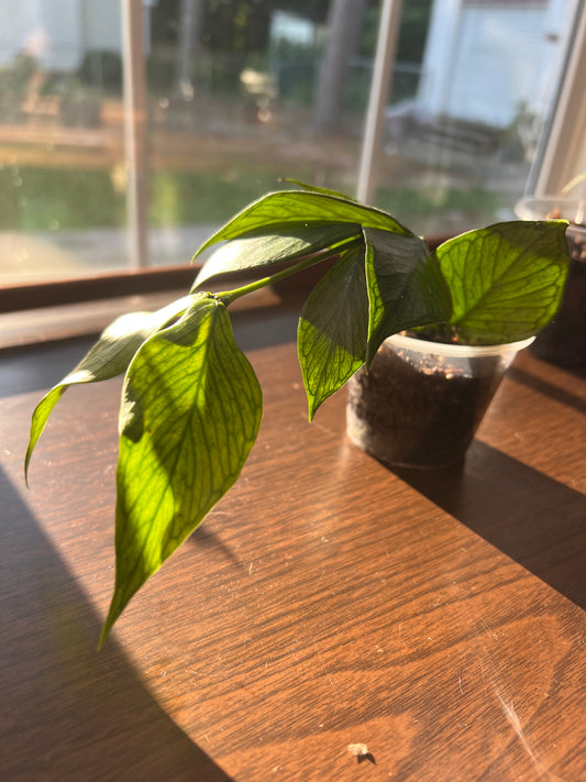 Hoya Polyneura Broget