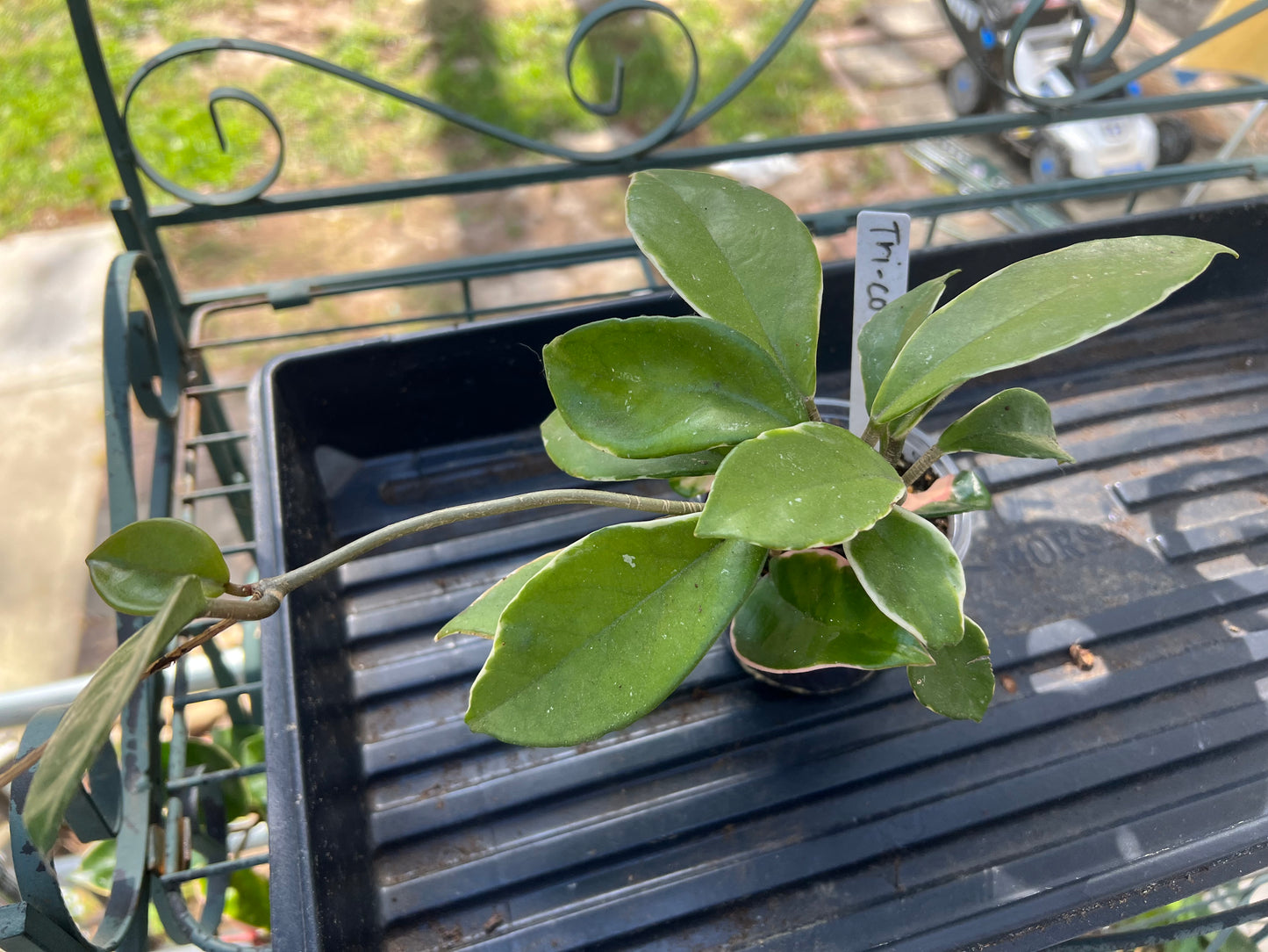 Hoya Tricolor