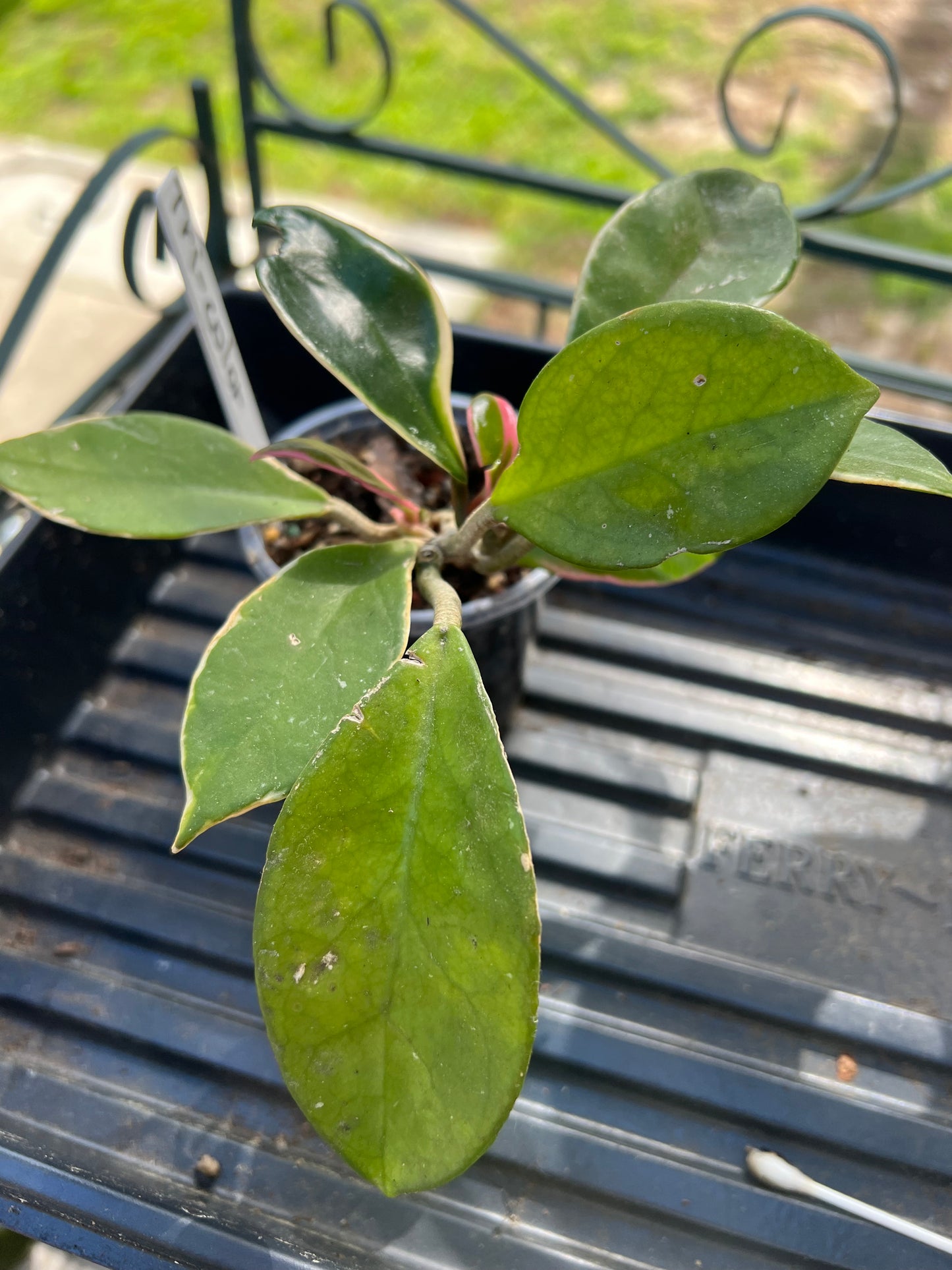Hoya Tricolor