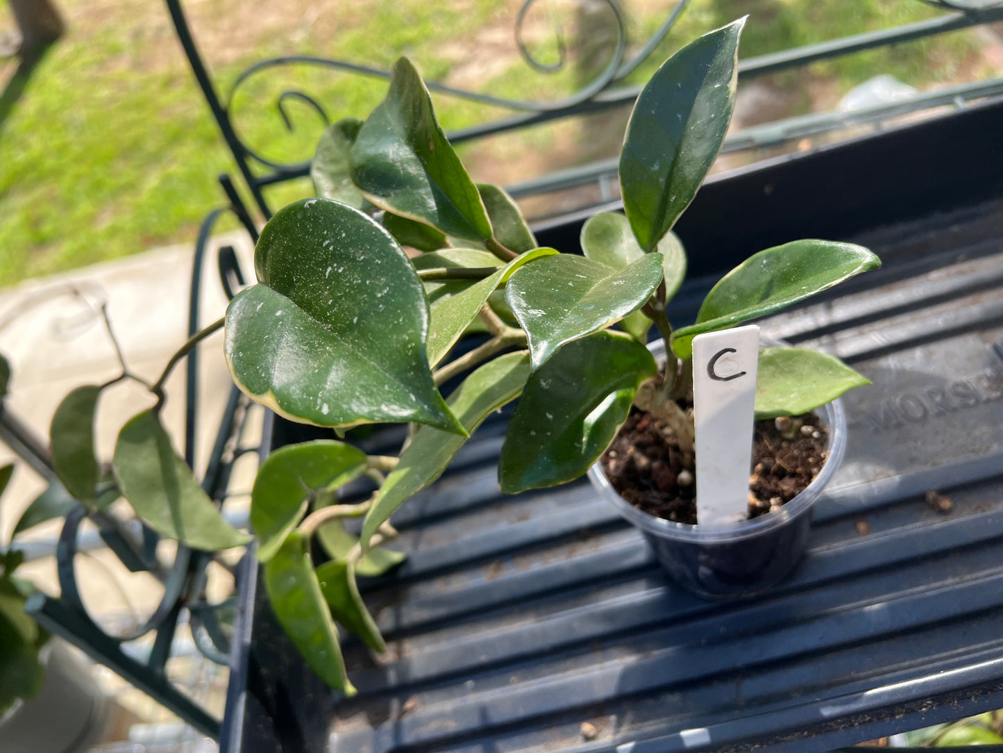 Hoya Tricolor