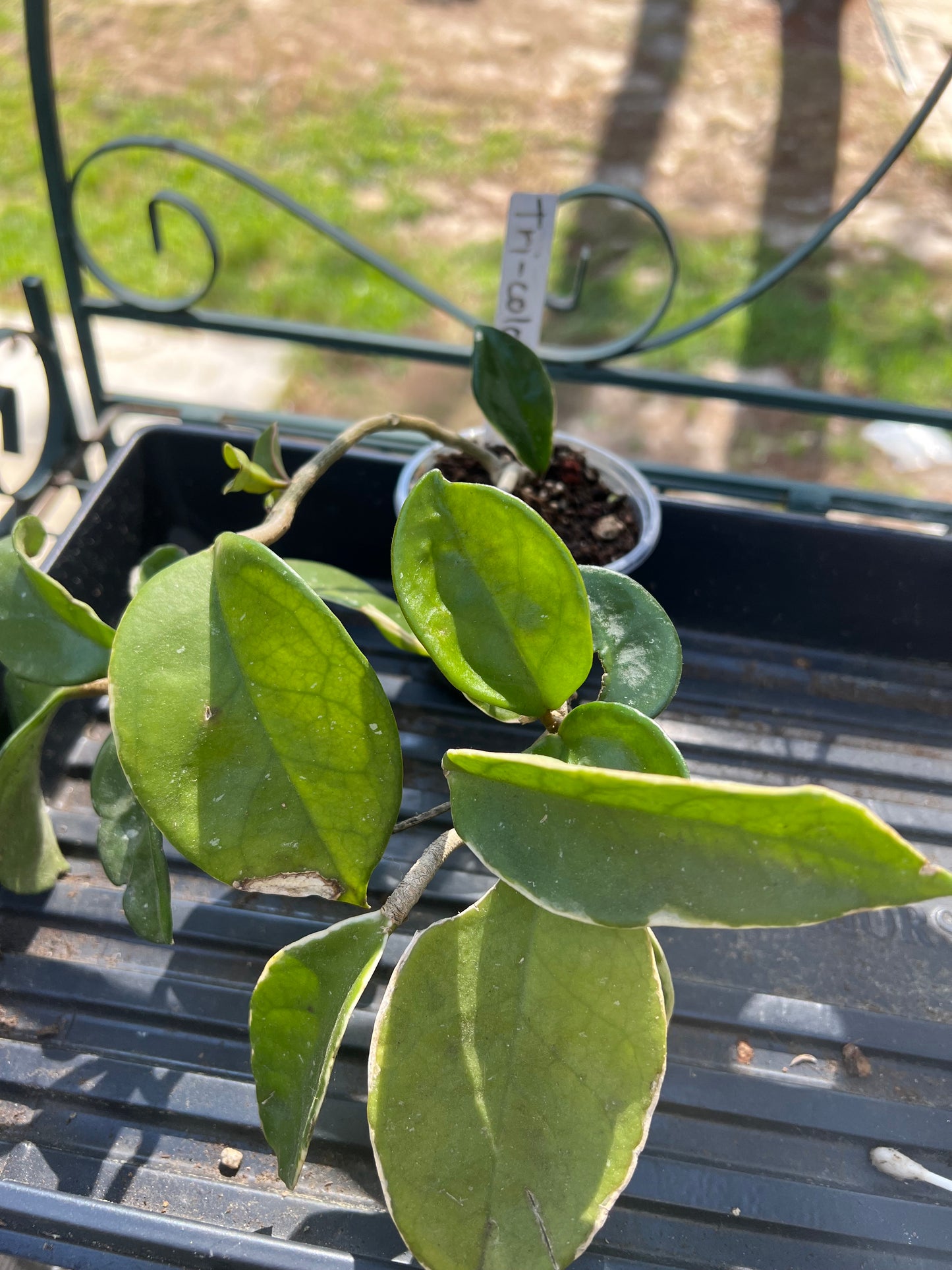 Hoya Tricolor
