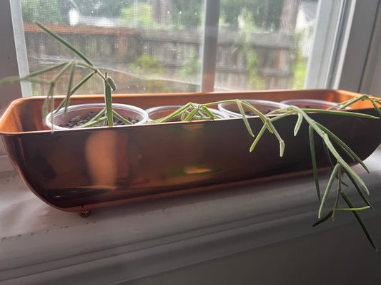 Hoya Linearis