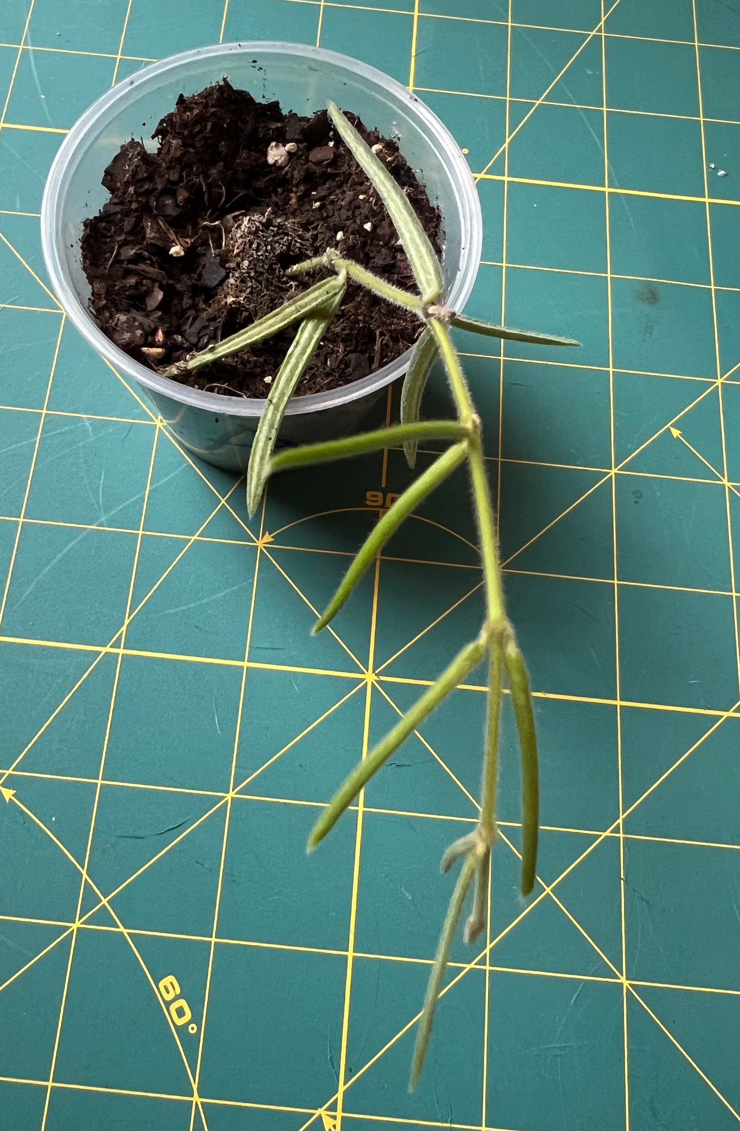 Hoya Linearis