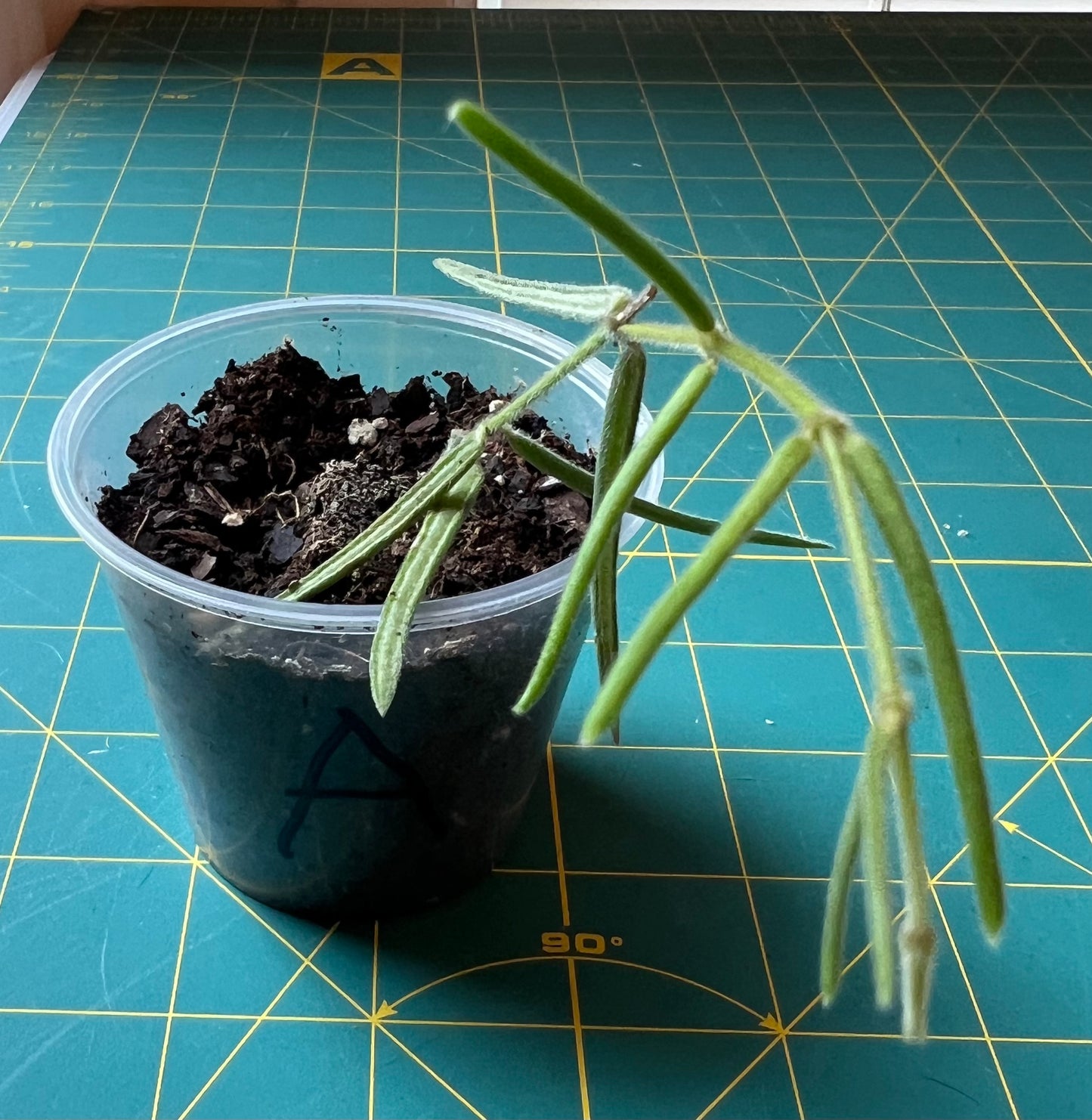 Hoya Linearis