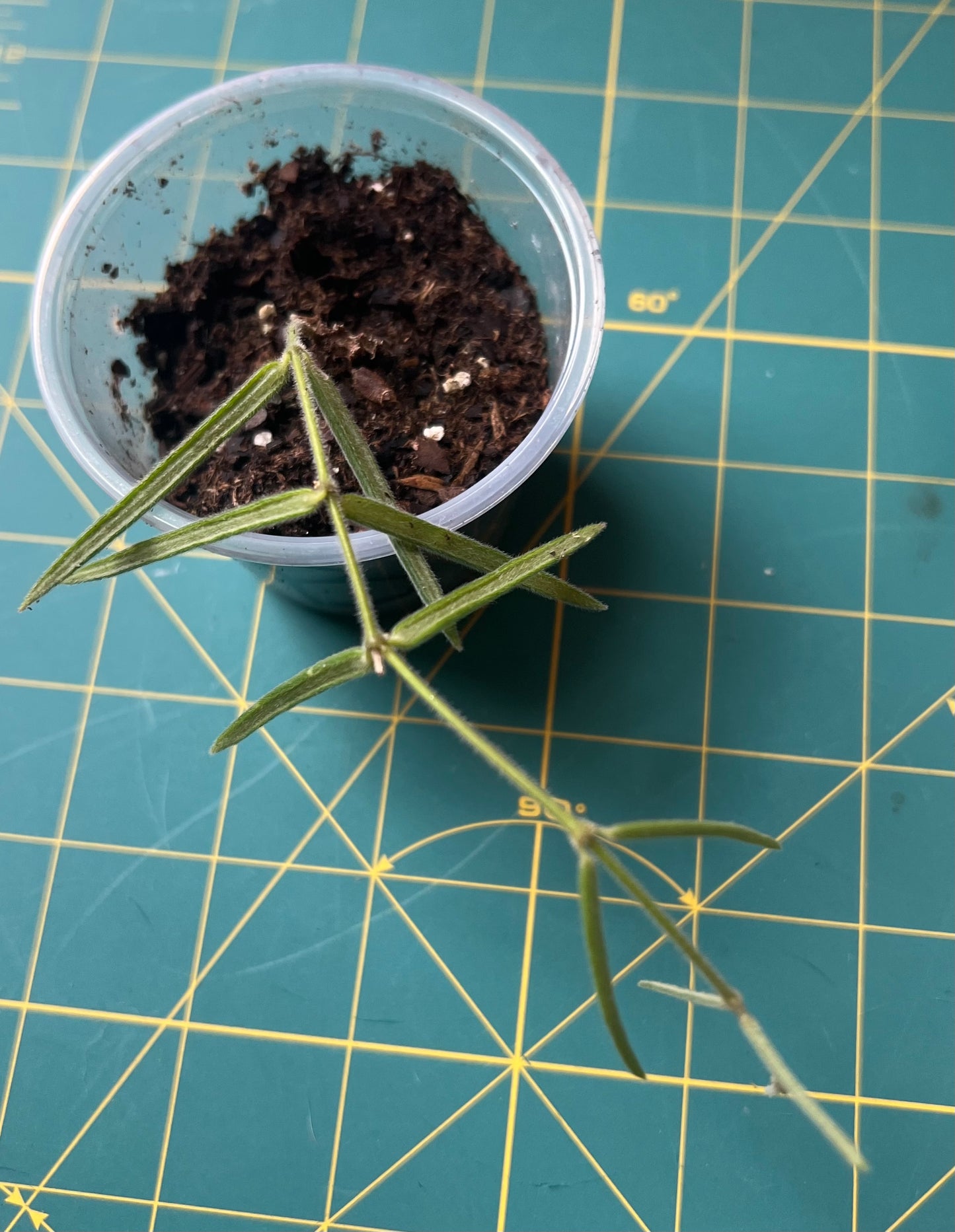 Hoya Linearis