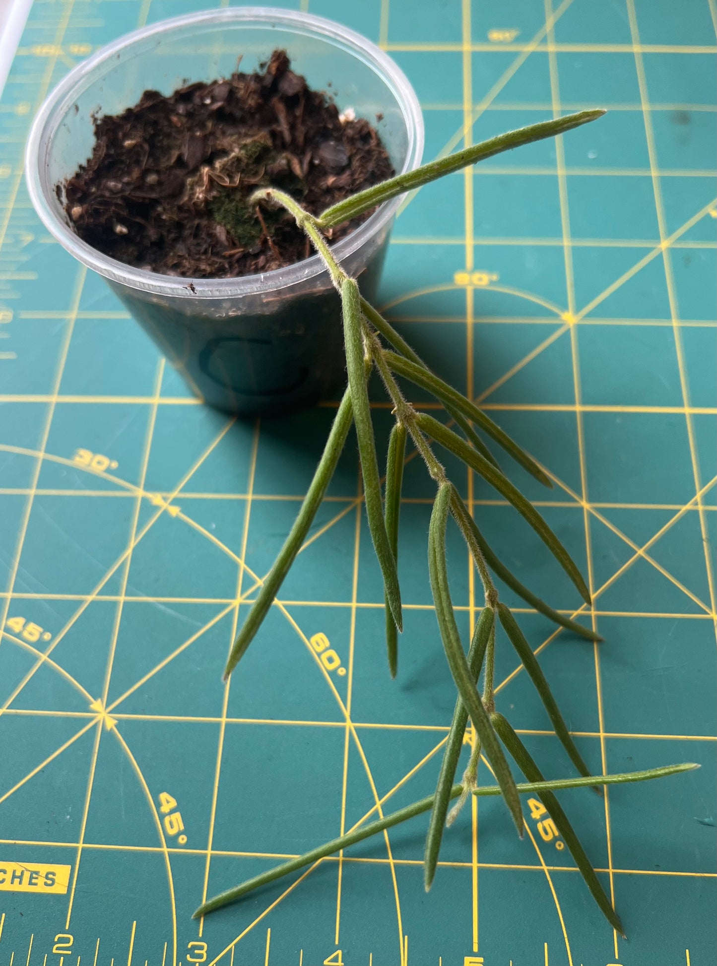 Hoya Linearis