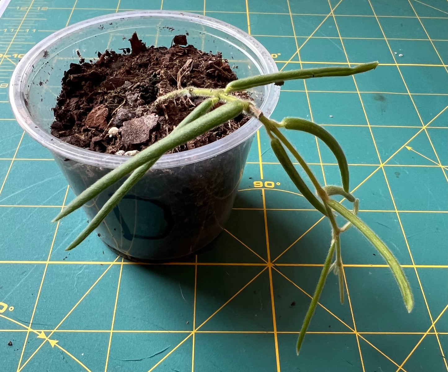 Hoya Linearis