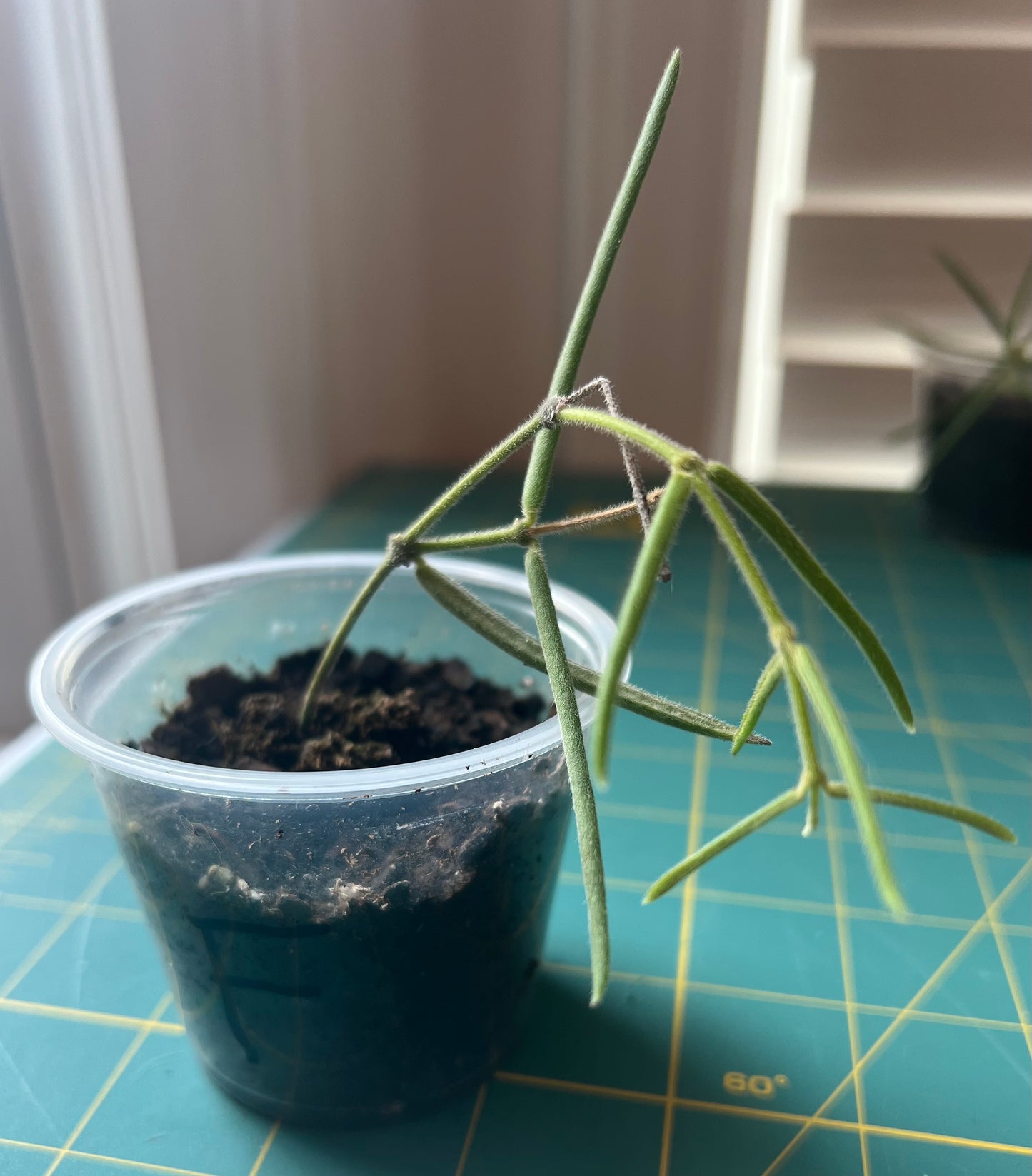 Hoya Linearis