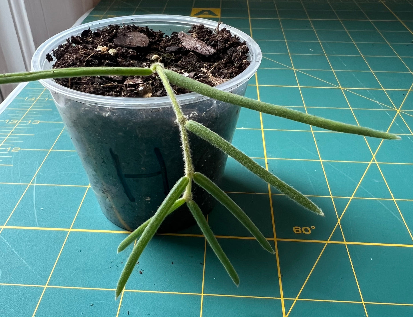 Hoya Linearis
