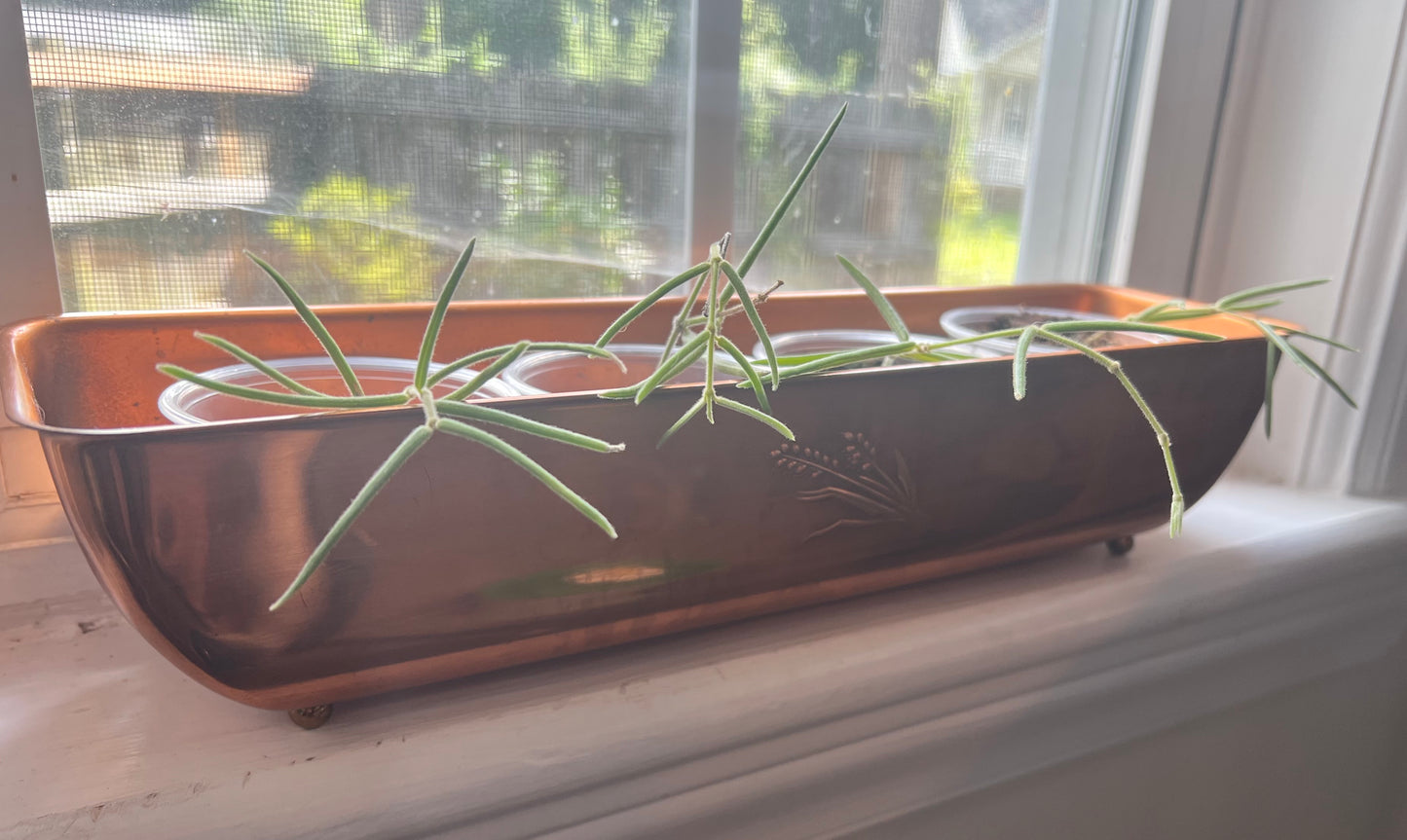 Hoya Linearis
