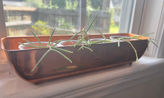 Hoya Linearis